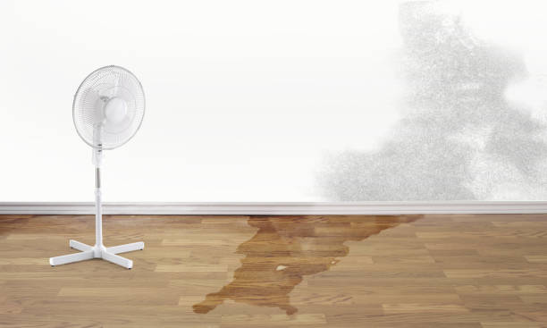 Best Basement water damage restoration  in Hahira, GA